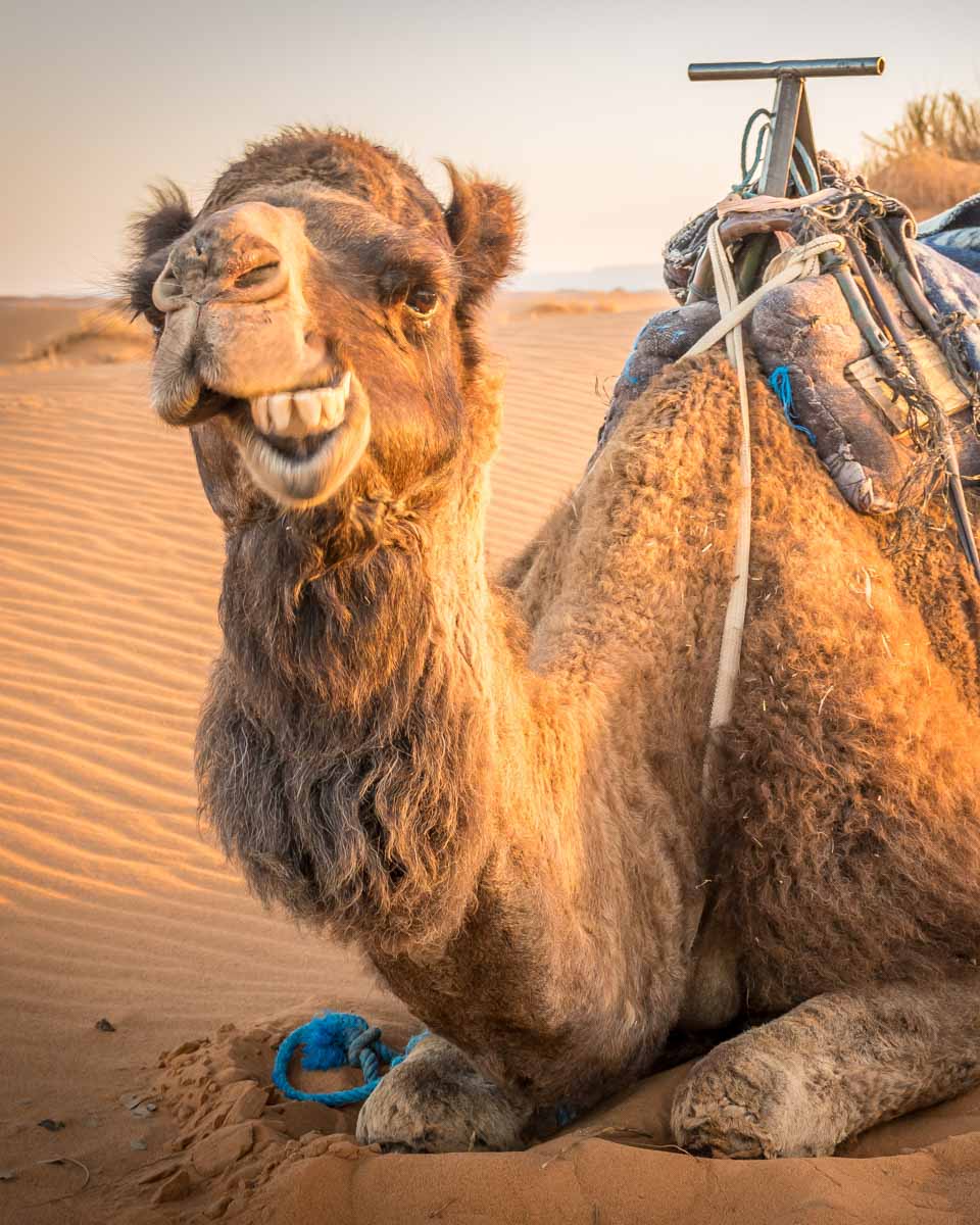 A camel sits in the desert of Toubkal National Park in Morocco