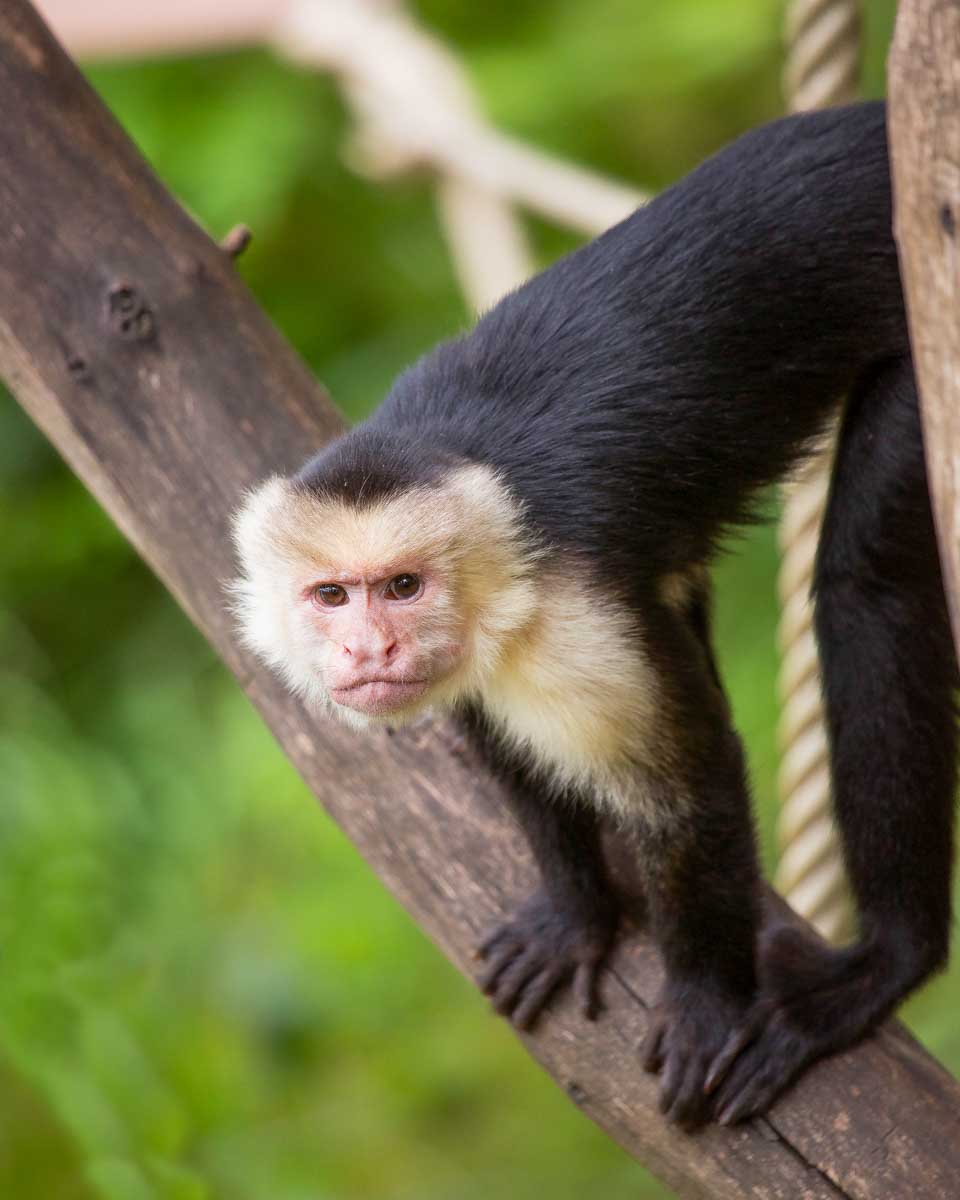A capuchin monkey at a sanctuary in Roatan Honduras