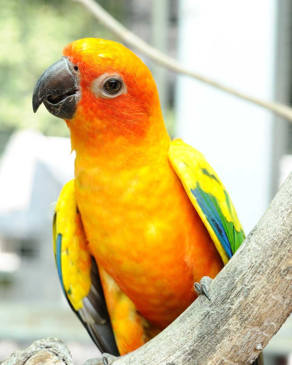 A colorful bird seen at Parotte ville bird sanctuary Philipsburg St Maarten