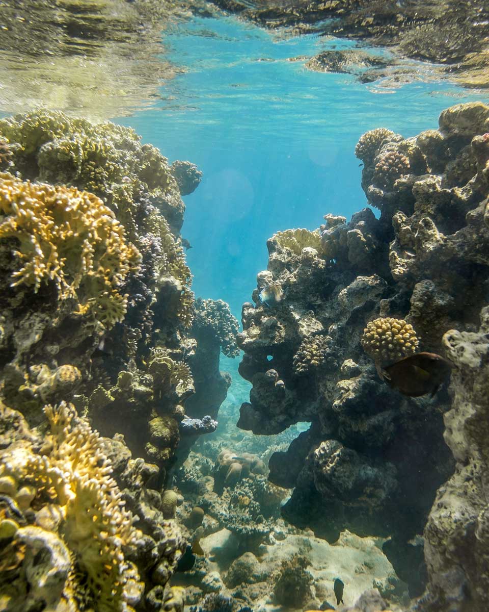 A coral reef in ras mohammed national park Egypt on a trip from Sharm El Sheikh