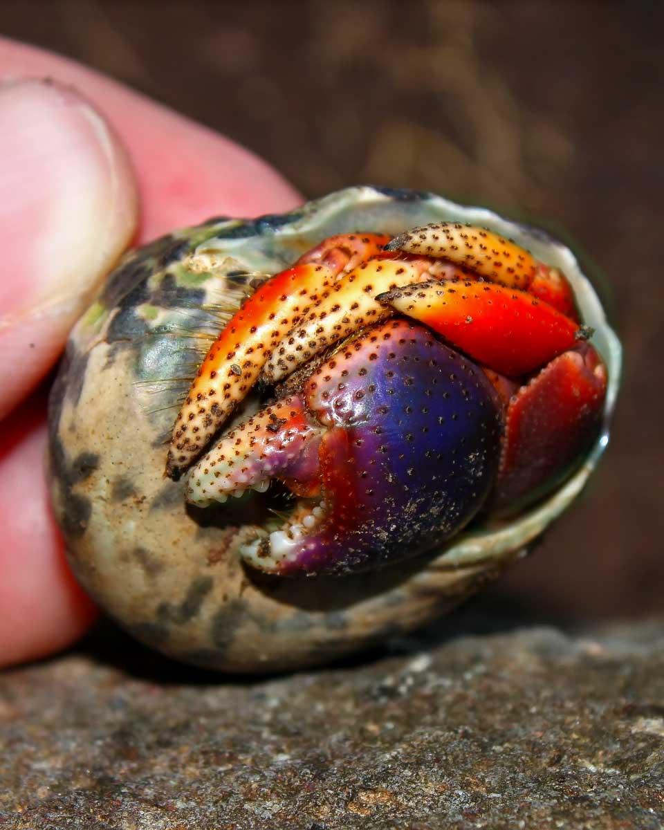 A hermit crab in St Kitts and Nevis