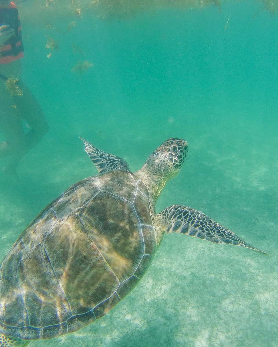 A-large-turtle-swims-to-the-surface-while-snorkeling-off of Saint John