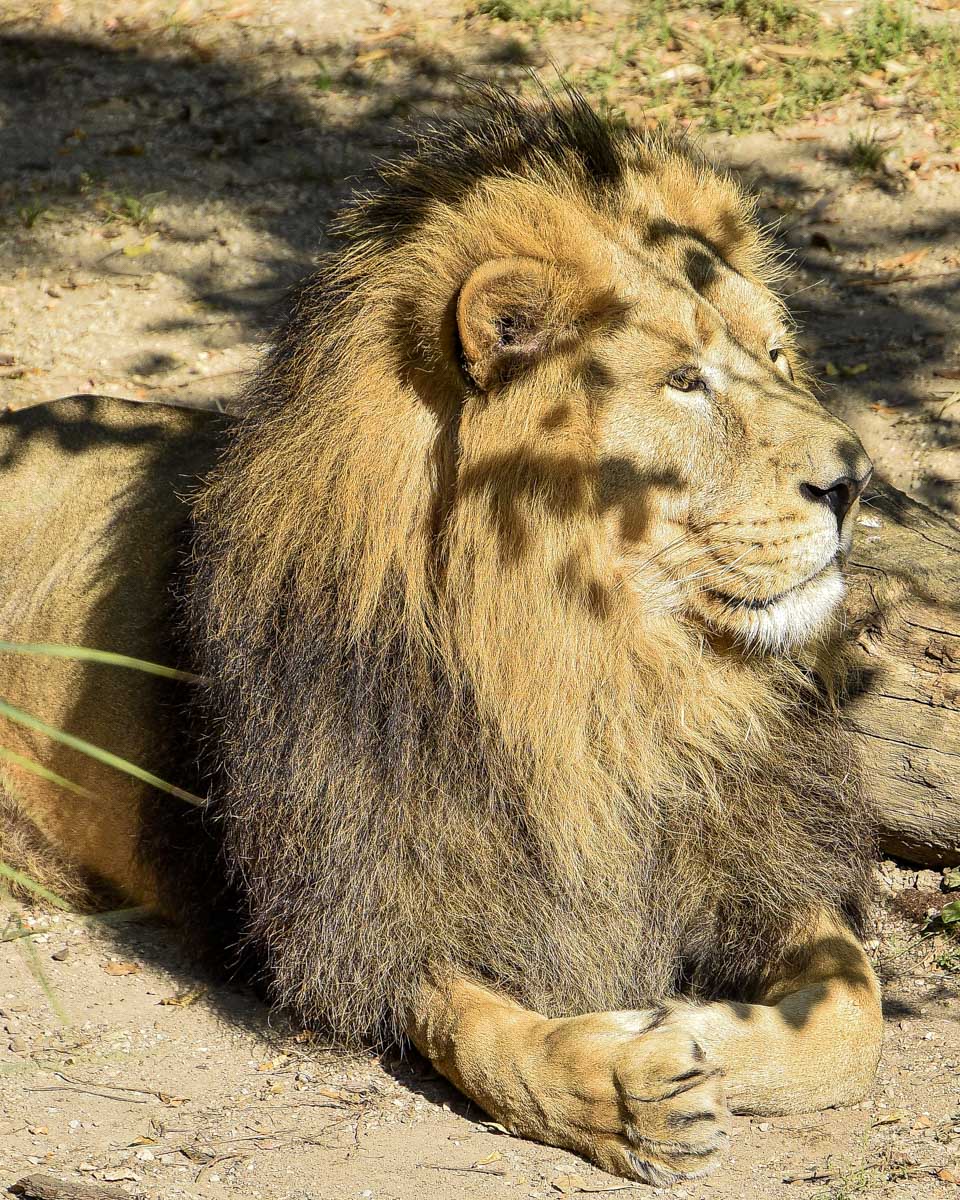 A lion seen on a safari from Johannesburg South Africa