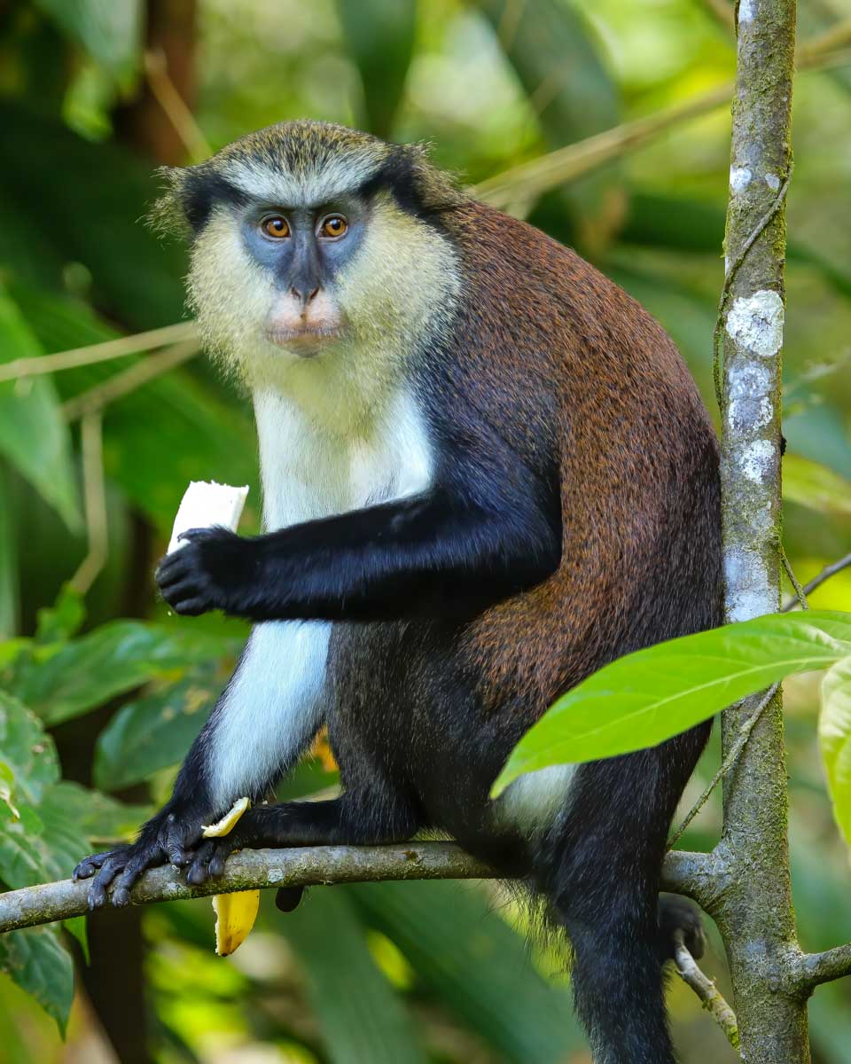 A mona monkey at Grand Etang National Park on a tour in Grenada