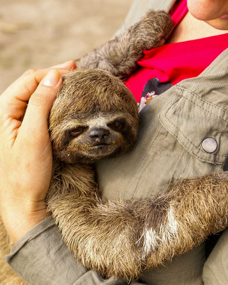 A person holds a sloth at a sanctuary in Roatan Honduras
