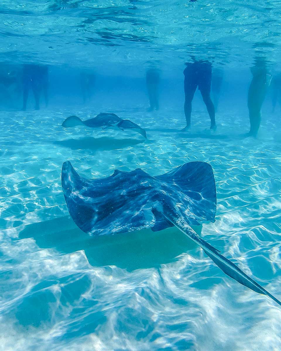 A stingray at stingray city on a tour from Grand Cayman