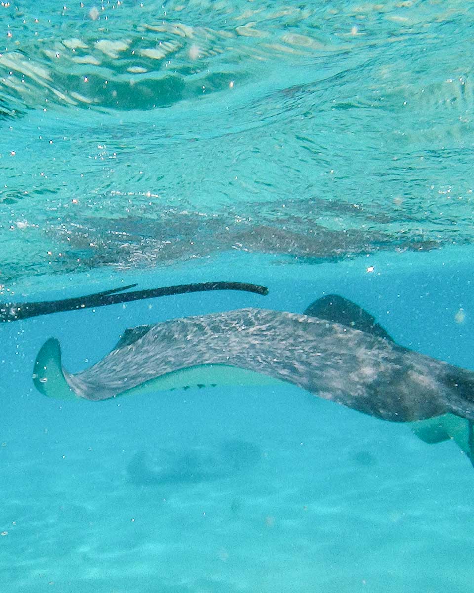 A stingray seen at stingray city on a snorkel tour in Grand Cayman