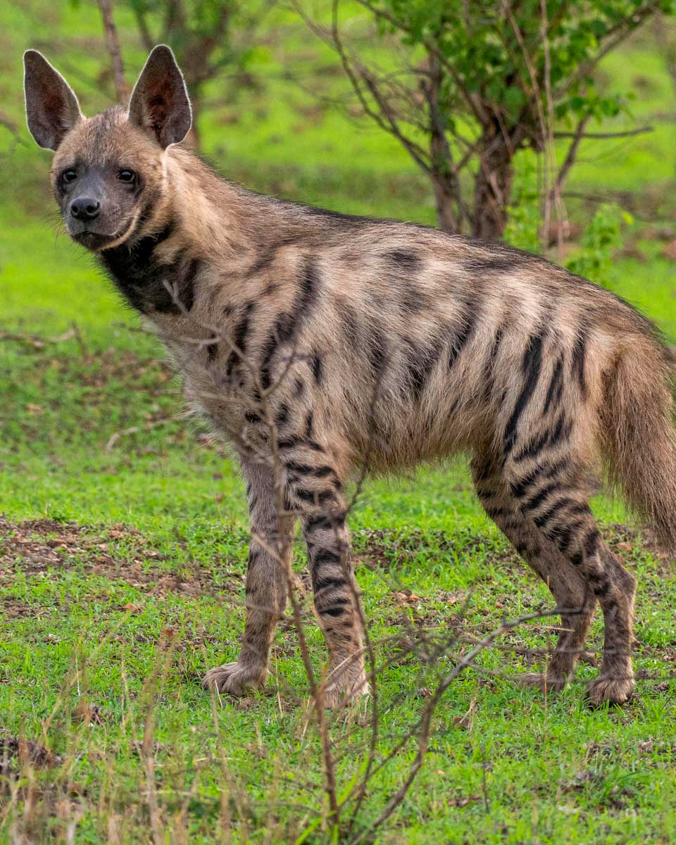 A striped hyena seen on a safari from Johannesburg South Africa