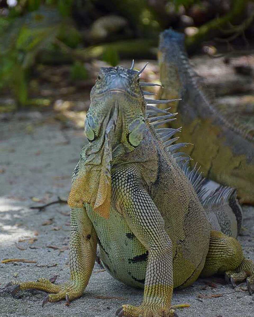 An iguana seen in St Maarten