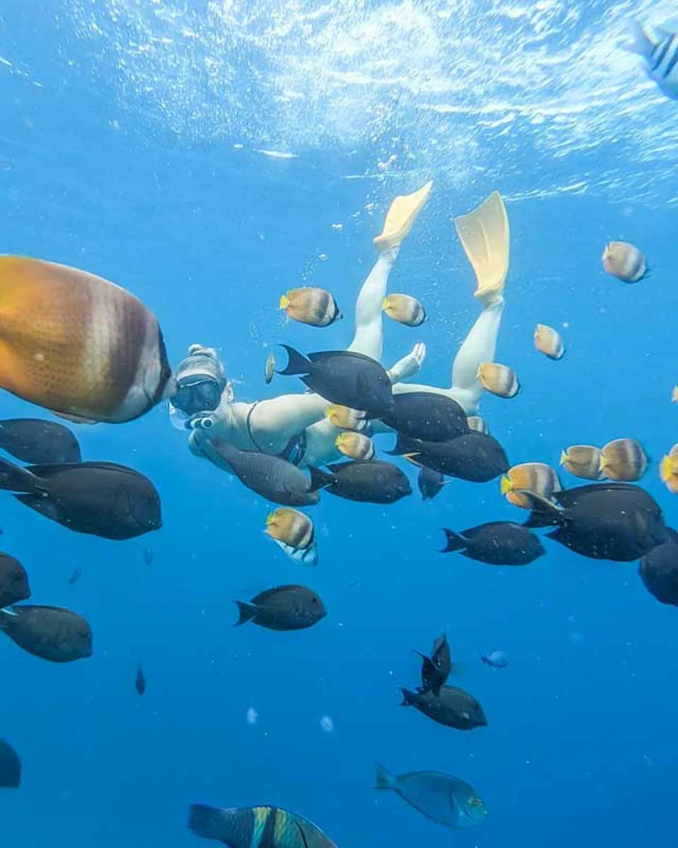 Bailey-snorkels-on-a-tour-from-St-Maarten Philipsburg