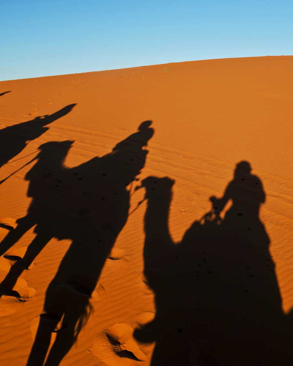 Camels ride through the desert at sunset on a tour from Sharm El Sheikh Egypt