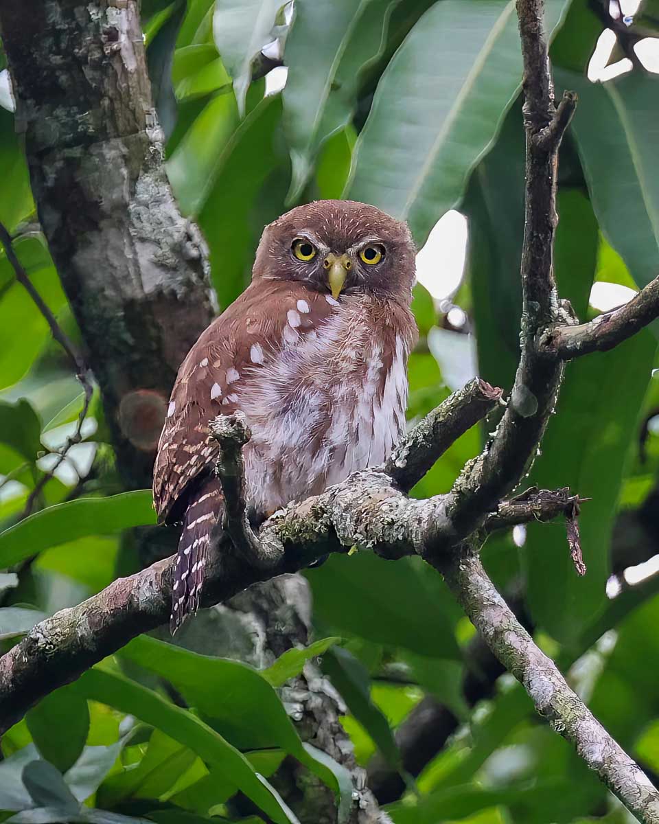 Ferruginous pygmy-owl seen on a bird watching tour from Costa Maya Mexico
