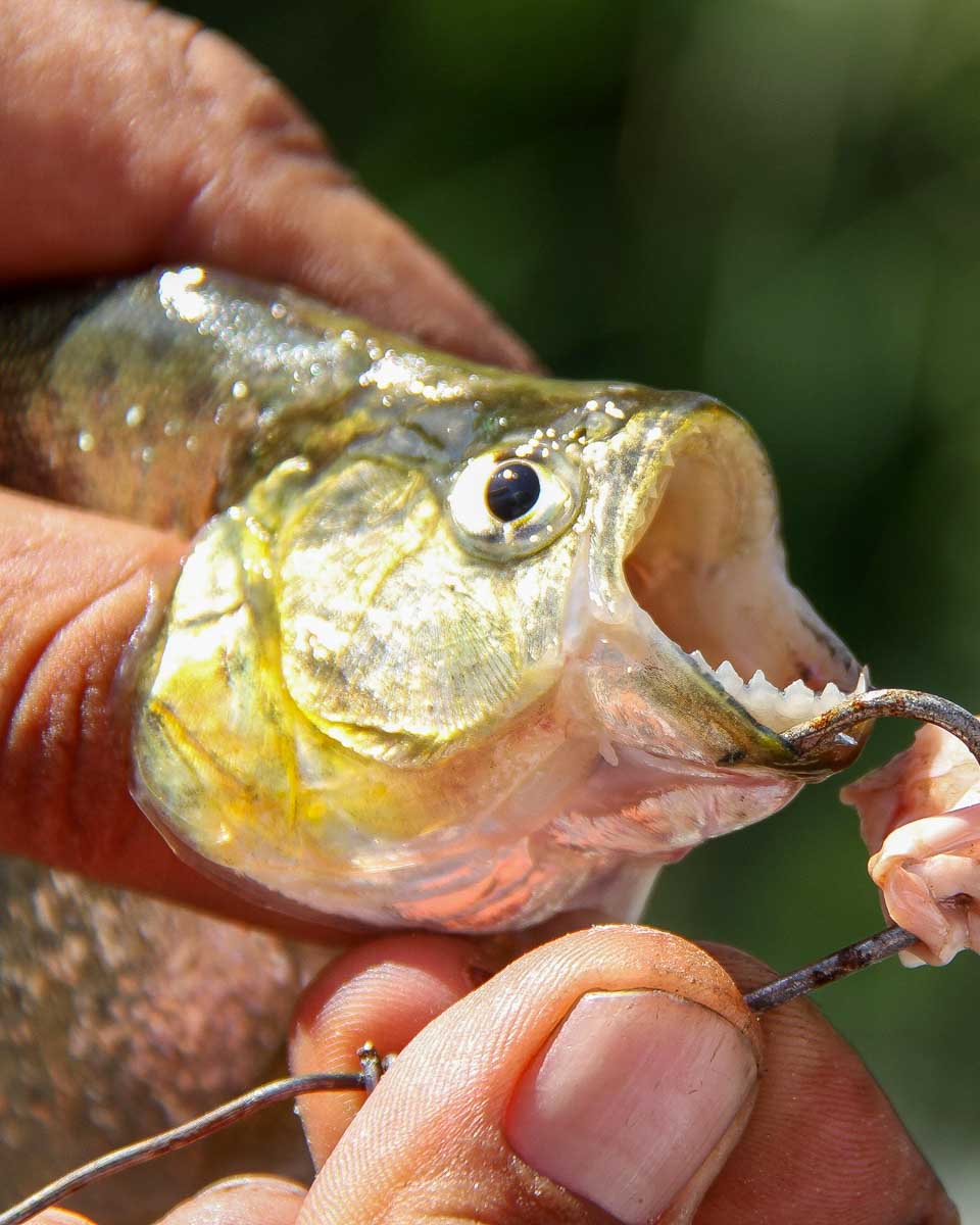 Fishing for piranhas in Tambopata Reserve Peru from Puerto Maldonado