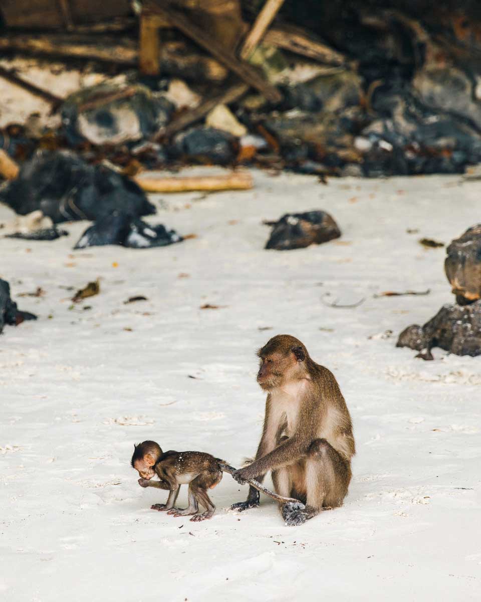 Monkeys on Monkey Beach on a tour in Phi Phi Thailand