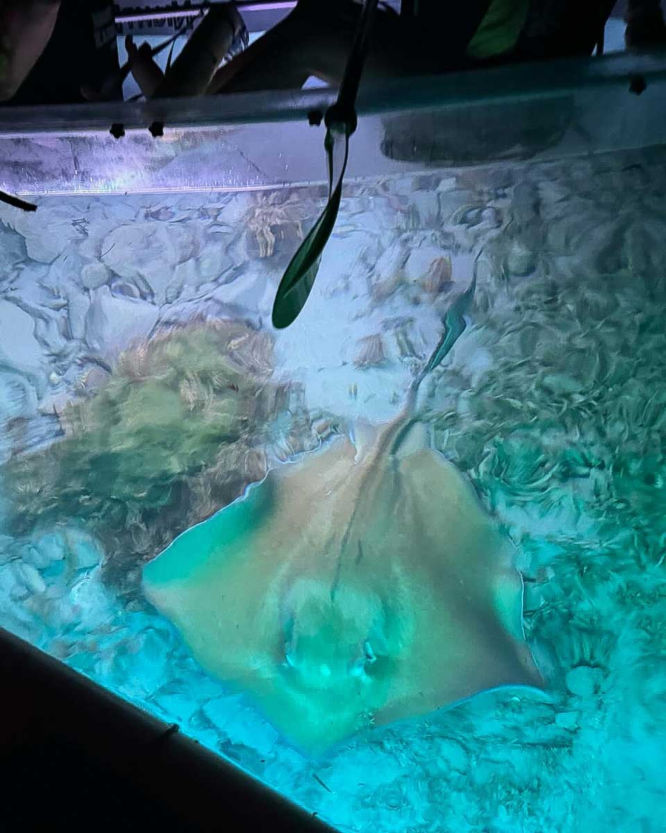 Night-Kayak-a-manta-ray-seen-at-night-from-a-kayak-on-a-tour-in-Saint John-Virgin-Islands