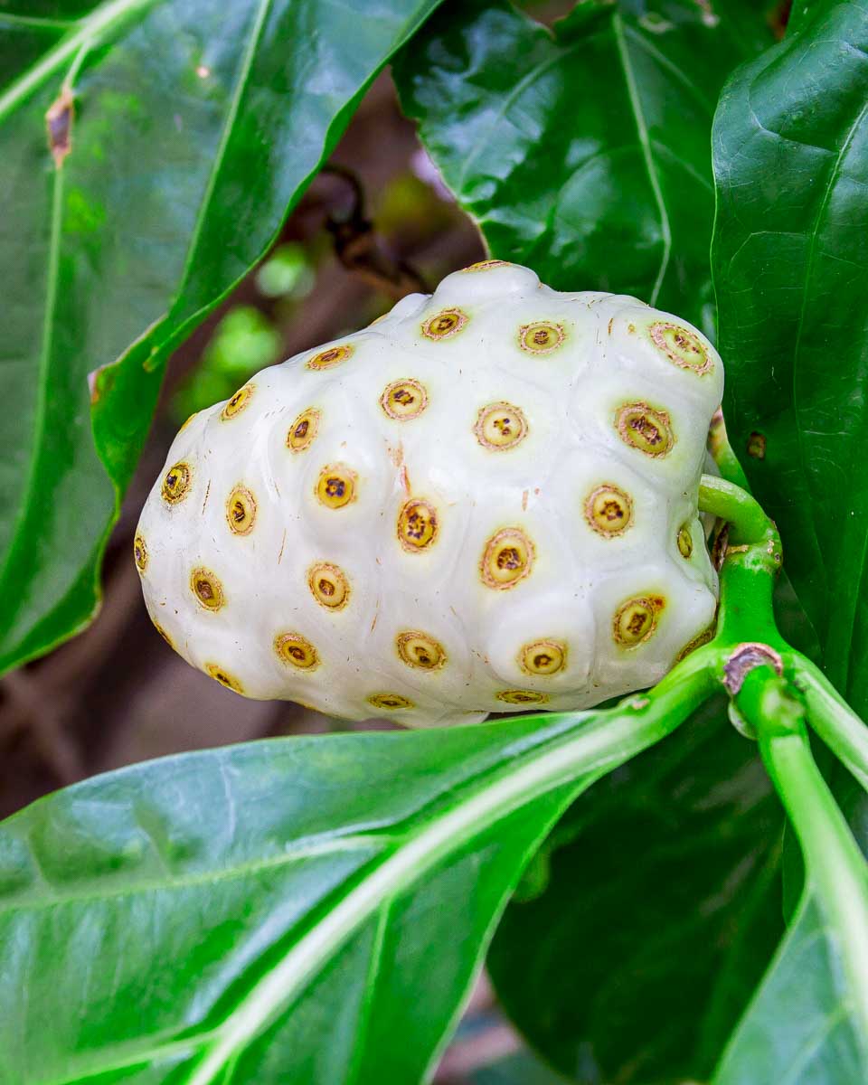 Noni fruit seen on a tour in Grenada