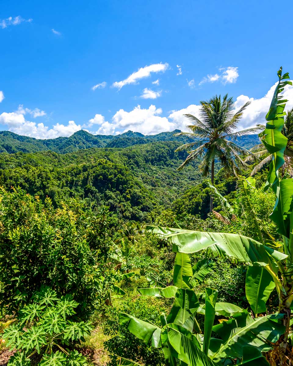 The rainforest in St Lucia