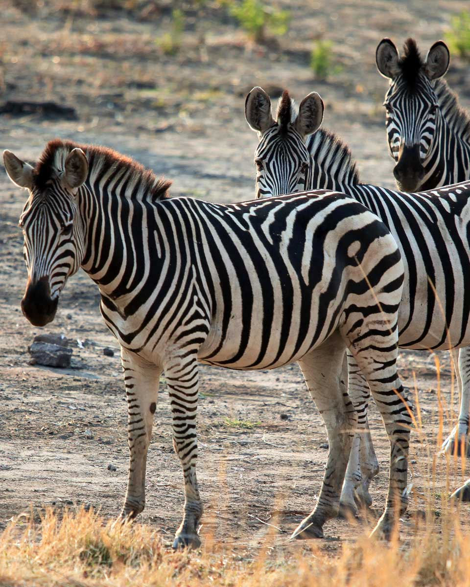Zebra seen on a safari from Johannesburg South Africa