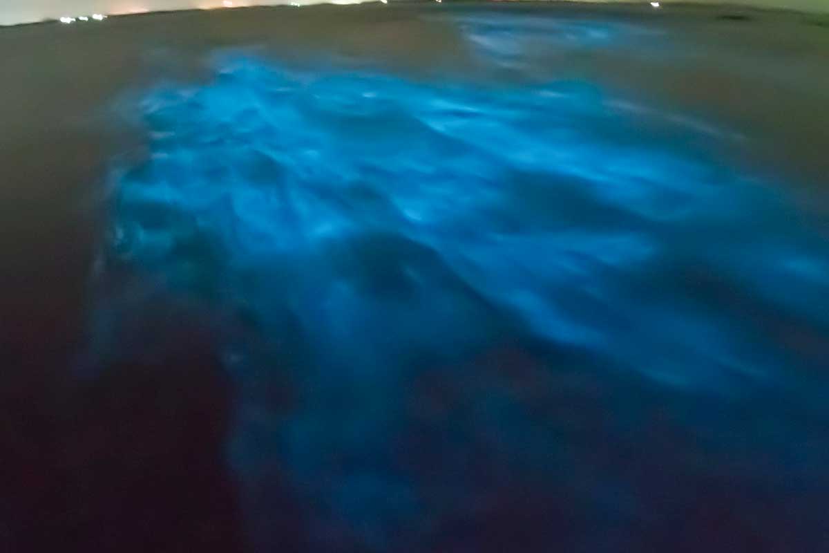 bioluminescent plankton seen on a tour from Ocho Rios Jamaica