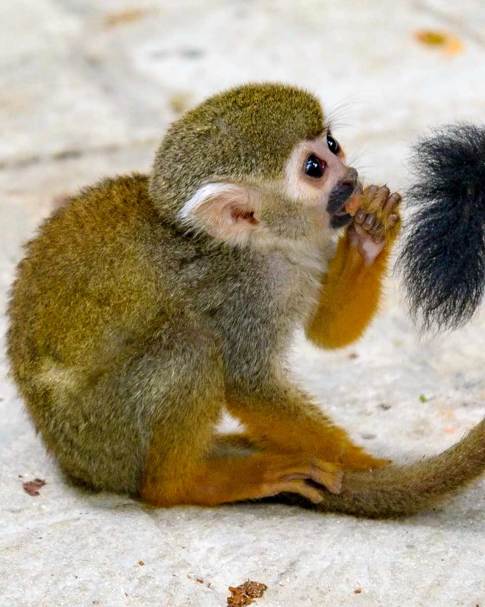 squirrel-monkey-sits-on-the-floor-at-a-sanctuary-on-a-tour-from-Puerto Plata-Dominican-Republic