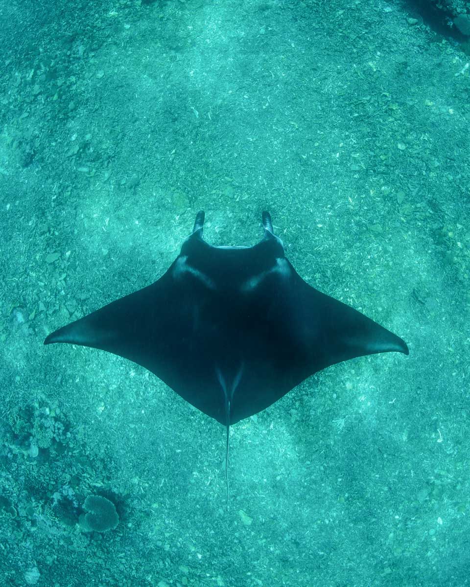 A-manta-ray-swimming-at night on a snorkel tour from Big Island Hawaii
