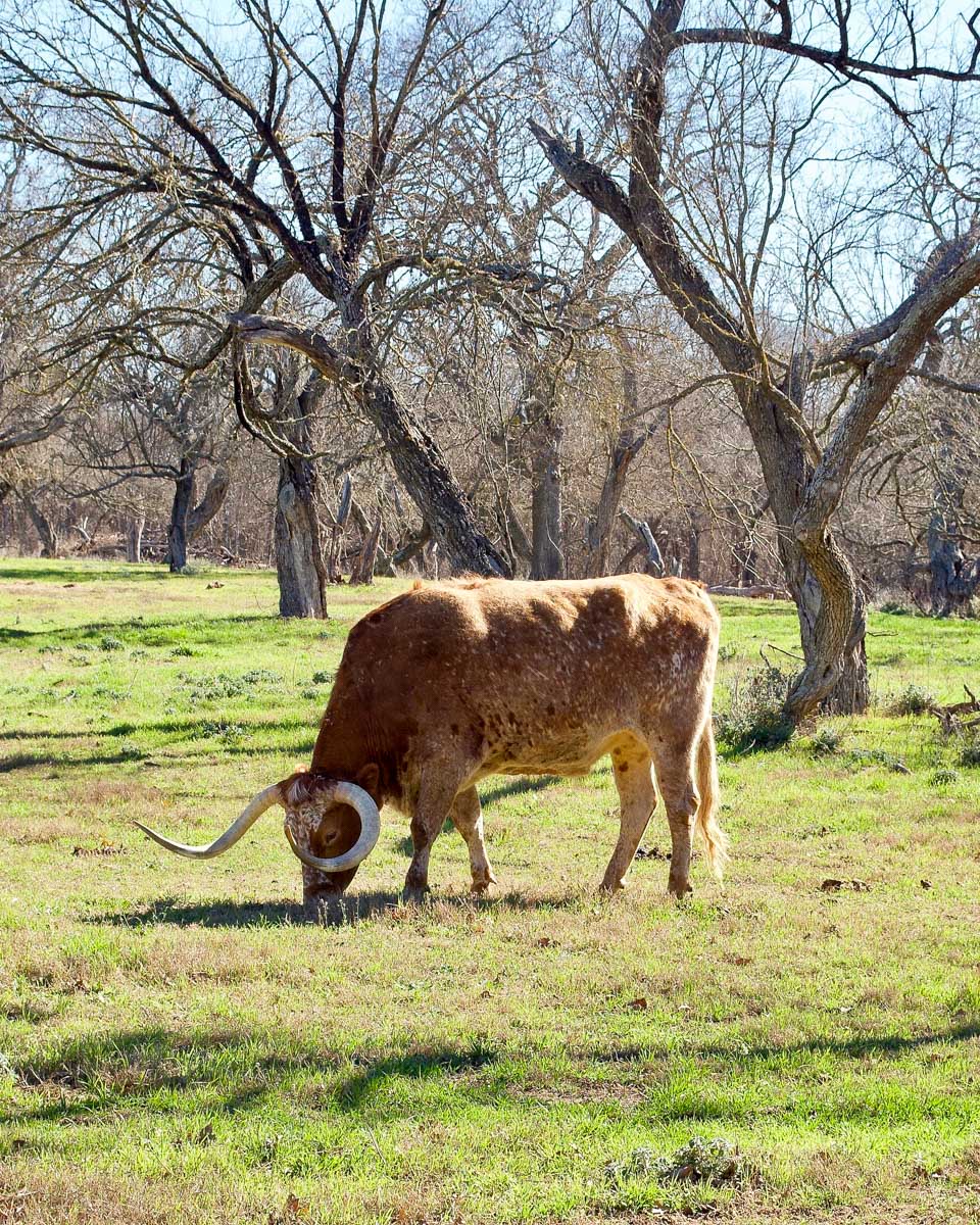 A texas longhorn seen at LBJ ranch on a tour from San Antonio Texas