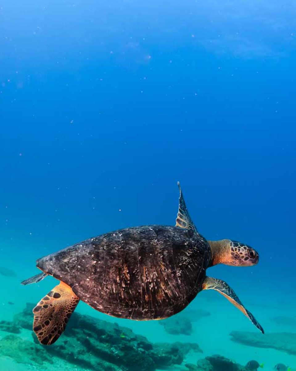 A-turtle-swims-past-while-scuba-diving-in-Fajardo Puerto Rico