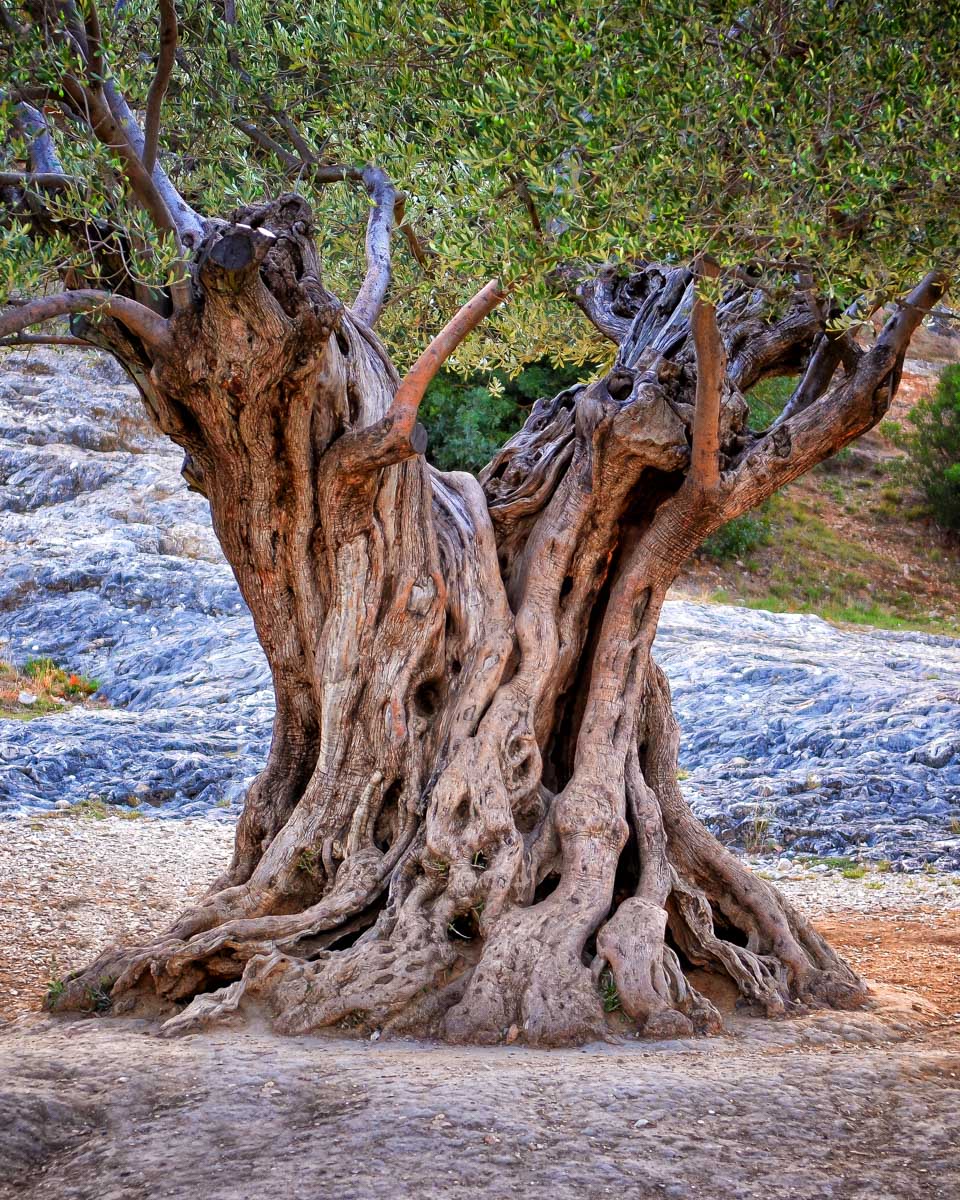 An olive tree seen on a tour from Crete Greece