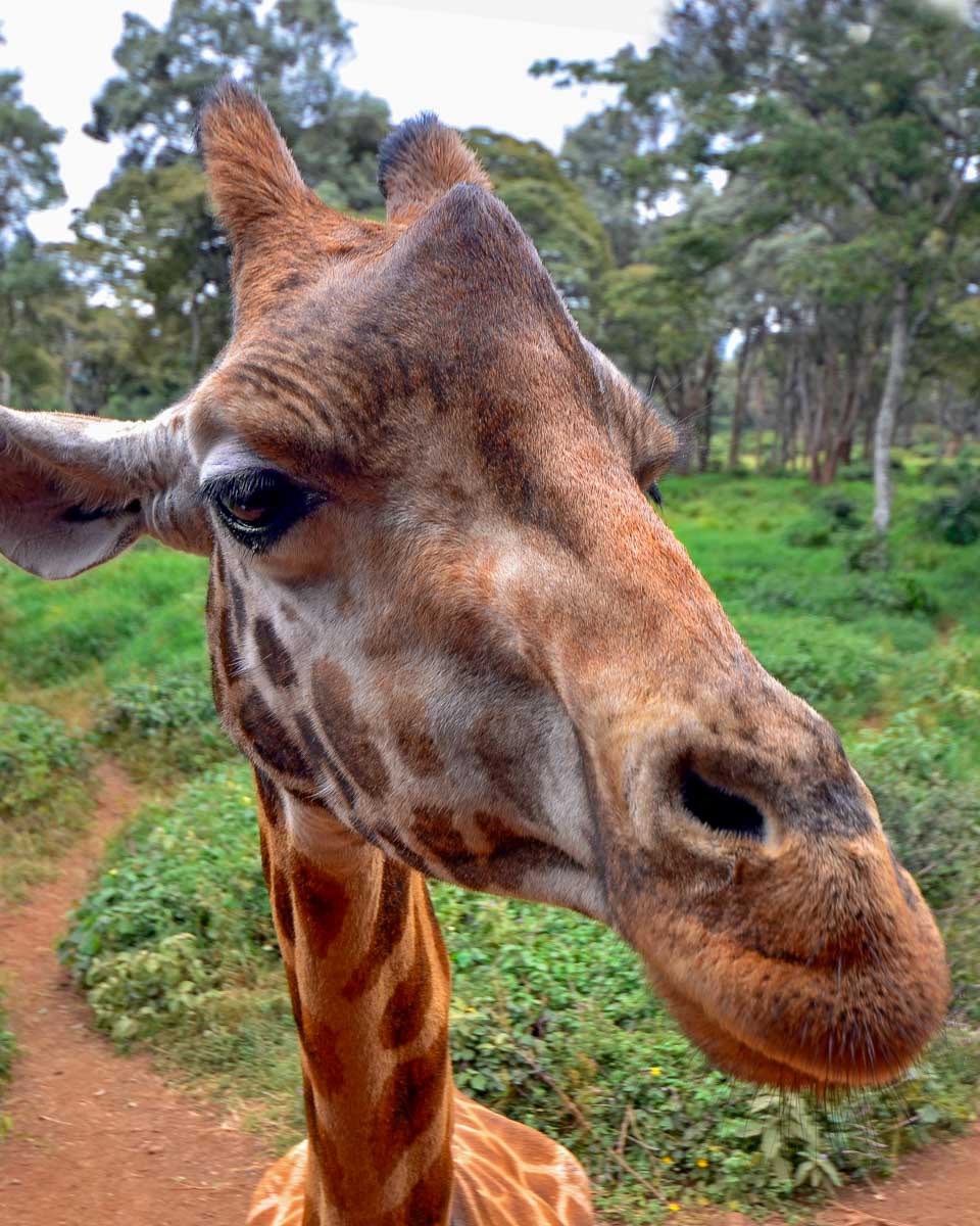 An orphaned giraffe seen on a tour from Nairobi Kenya