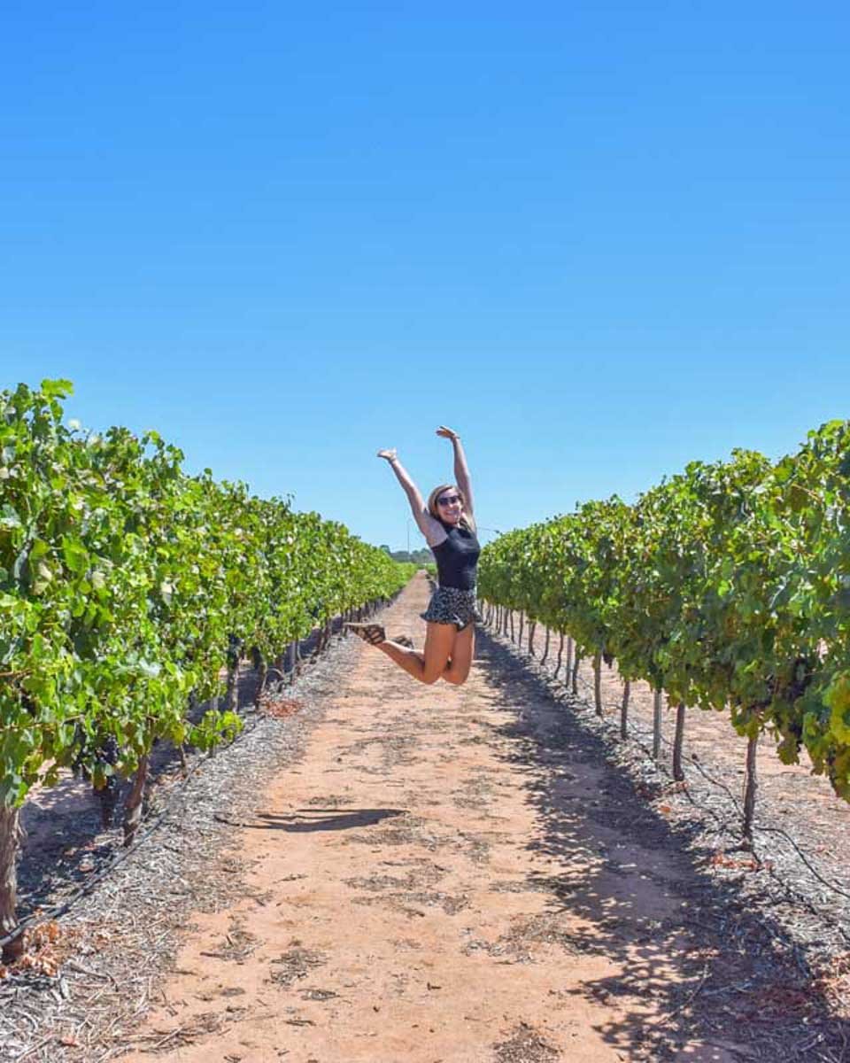 Bailey-jumps-up-in-the-air-between-two-vines-on-a-winery-tour-from-Lyon-France