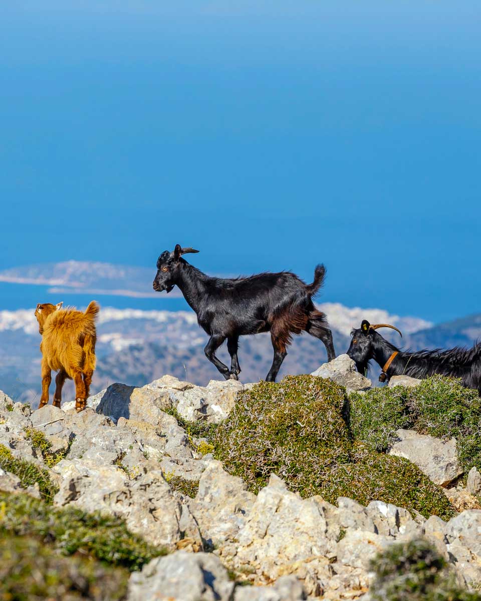 Domesticated goats seen in the Lassithi Plateau on a tour from Crete Greece