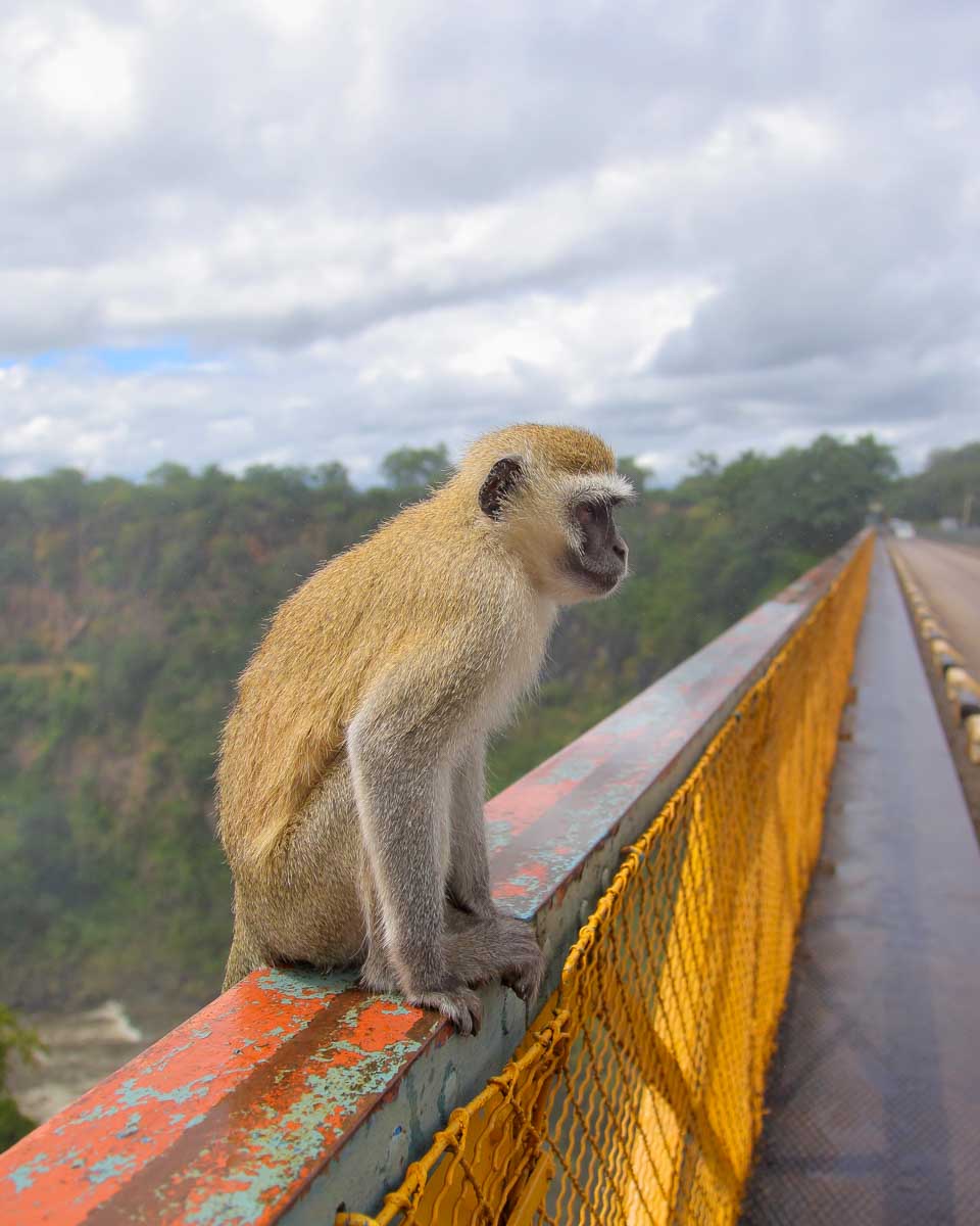 Monkey on Victoria Falls Bridge