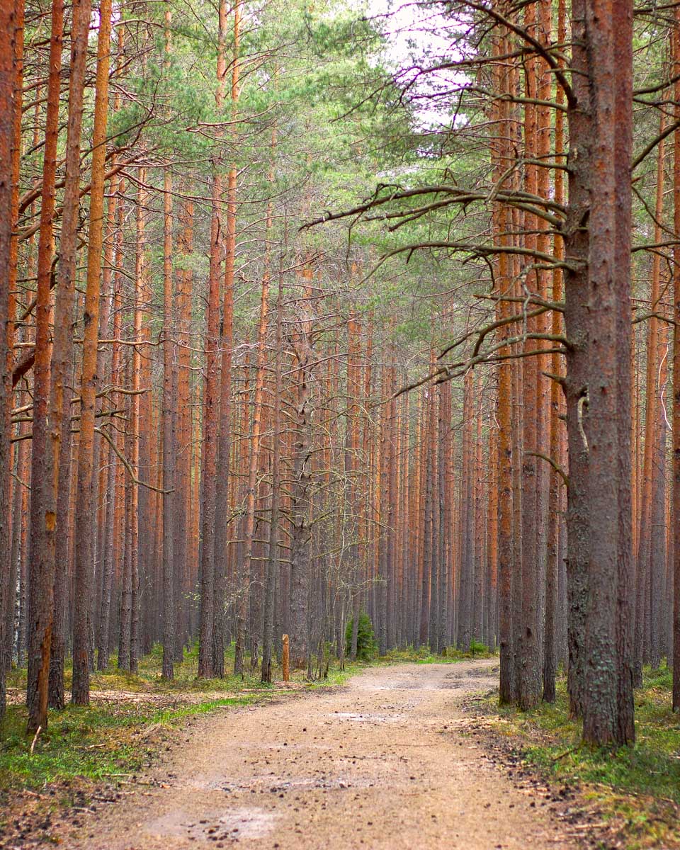 Pine forest seen on an ebike tour from Riga Latvia