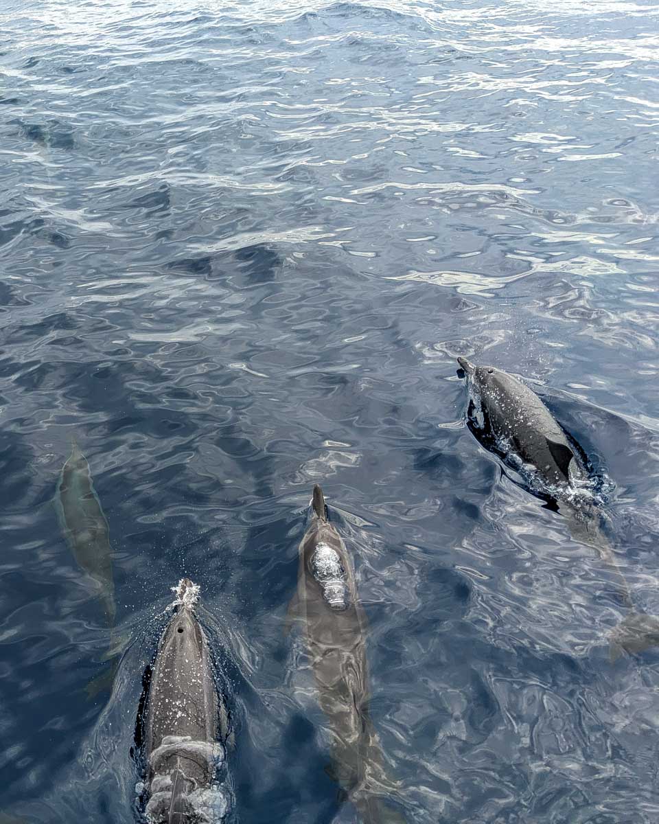 Several-dolphins-seen-on-a-tour-from-Big Island Hawaii