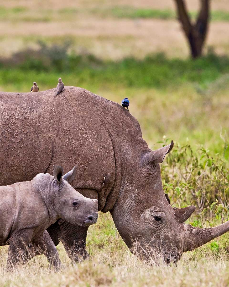 Two-rhinos-seen-on-a-safari in Nairobi National Park-from-Nairobi Kenya