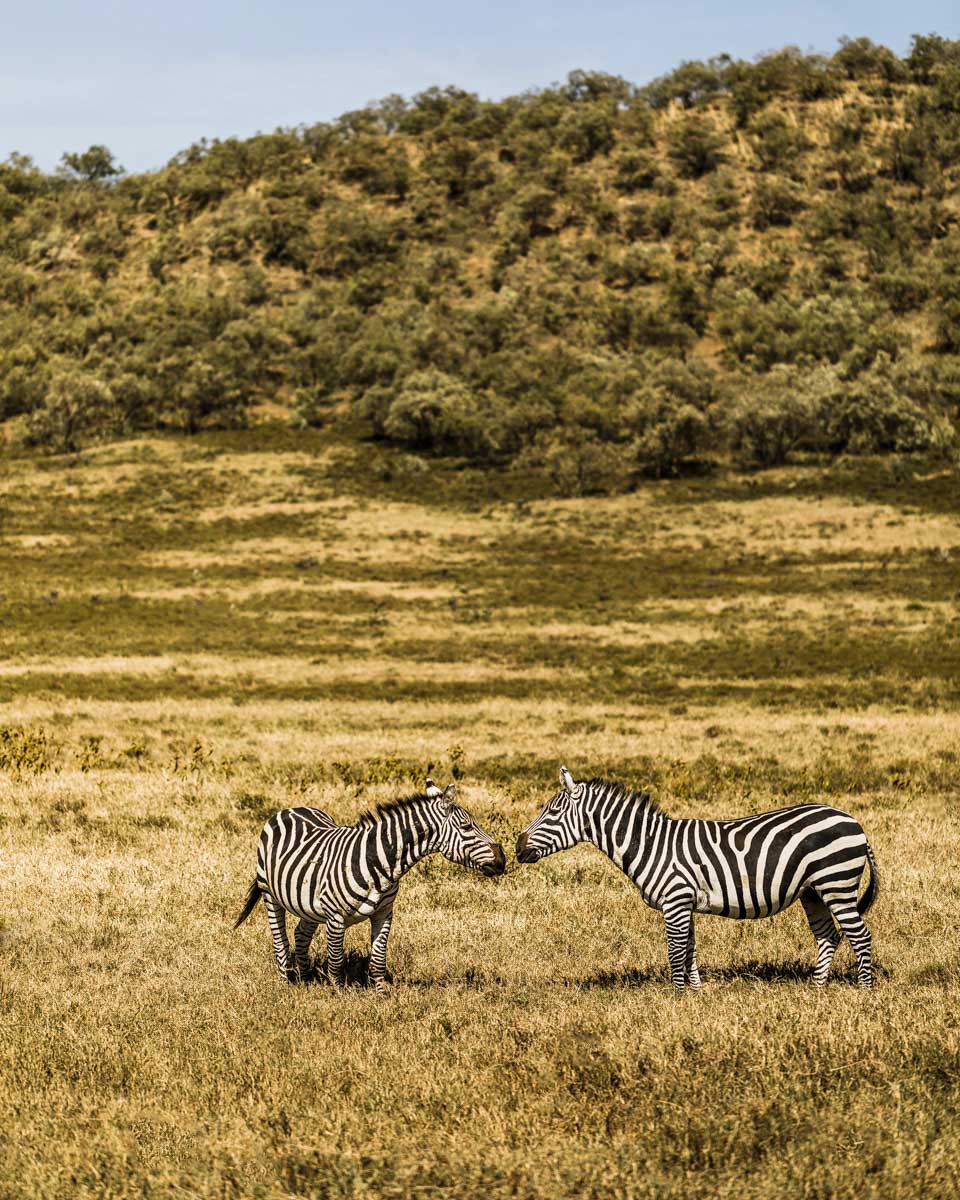 Zebras seen on a bike tour of Hells Gate from Nairobi Kenya
