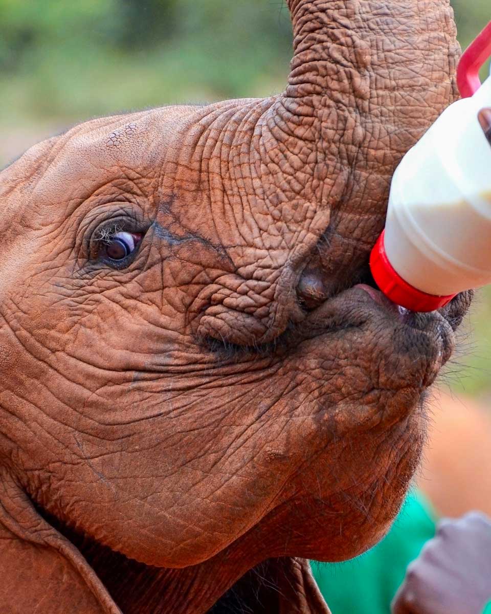 an elephant at the David Sheldrick Elephant Orphanage in Nairobi Kenya