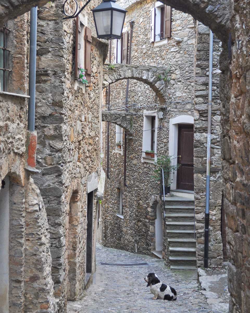 A caruggi and dog seen on a tour in Genoa Italy
