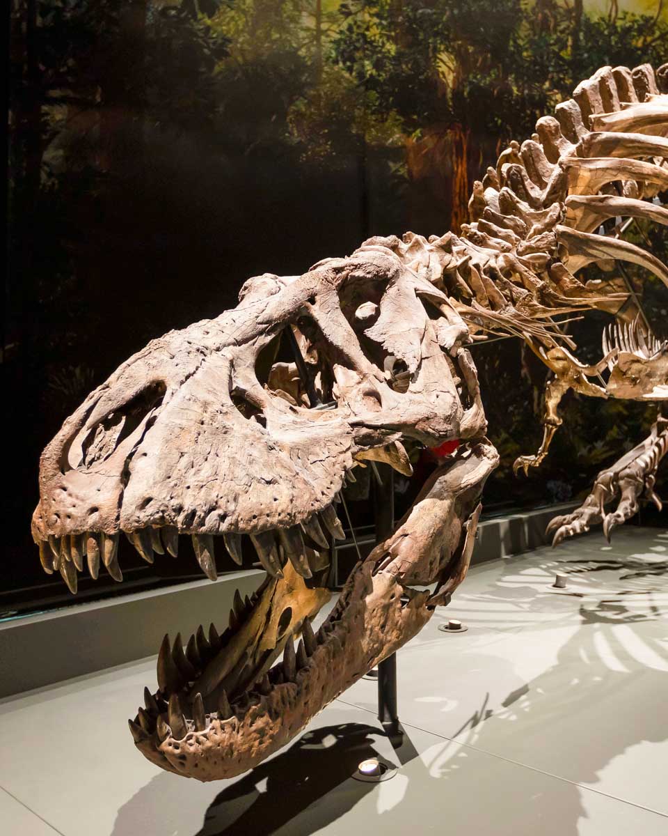 A dinosaur skeleton in the Field Museum of Chicago Illinois