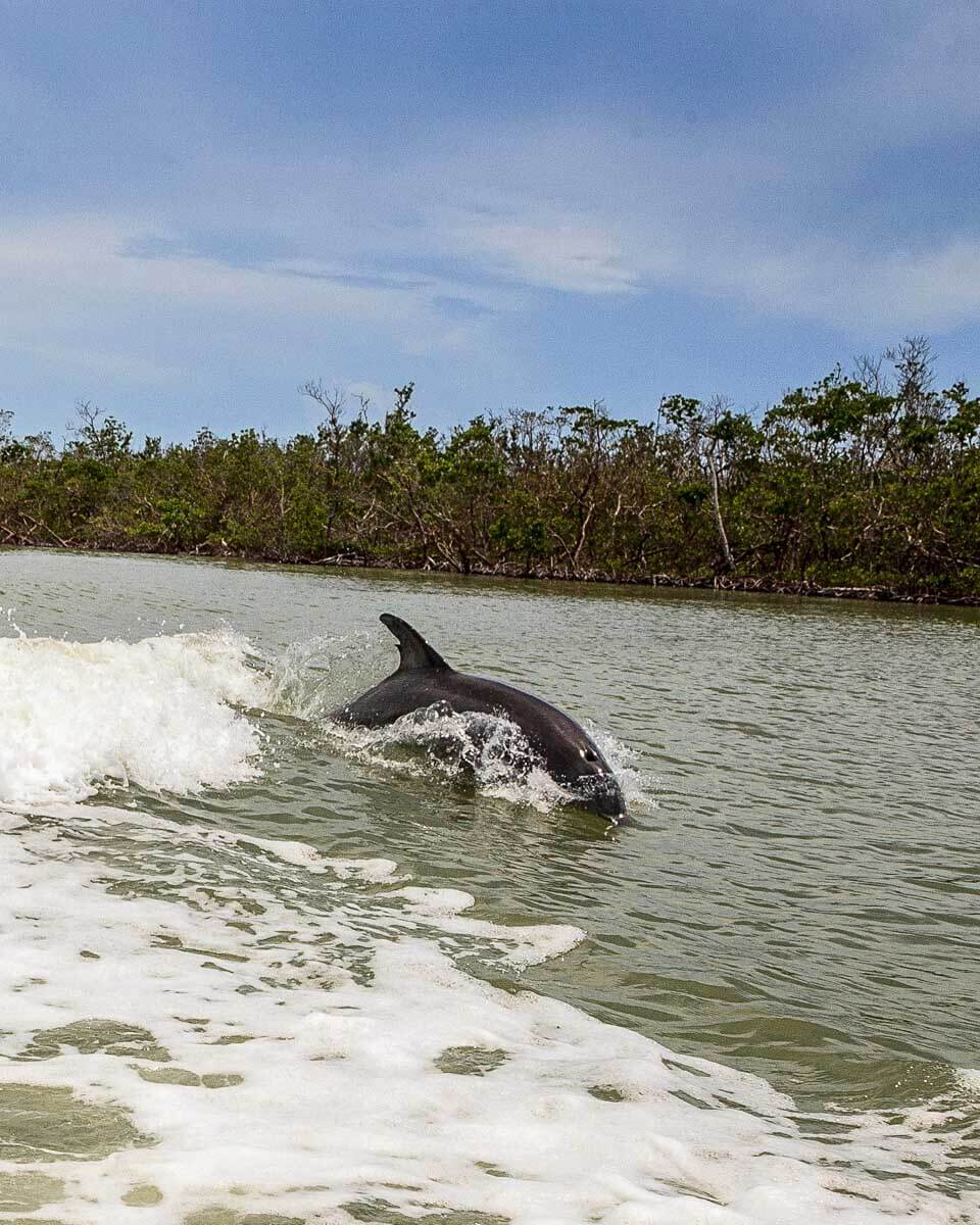 A dolphn leaps out of the water in the Everglades on a tour from Fort Lauderdale Florida