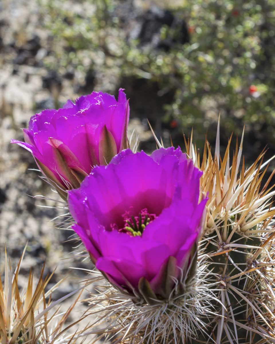 A flowering cactus in the desert on a tour from Palm Springs California