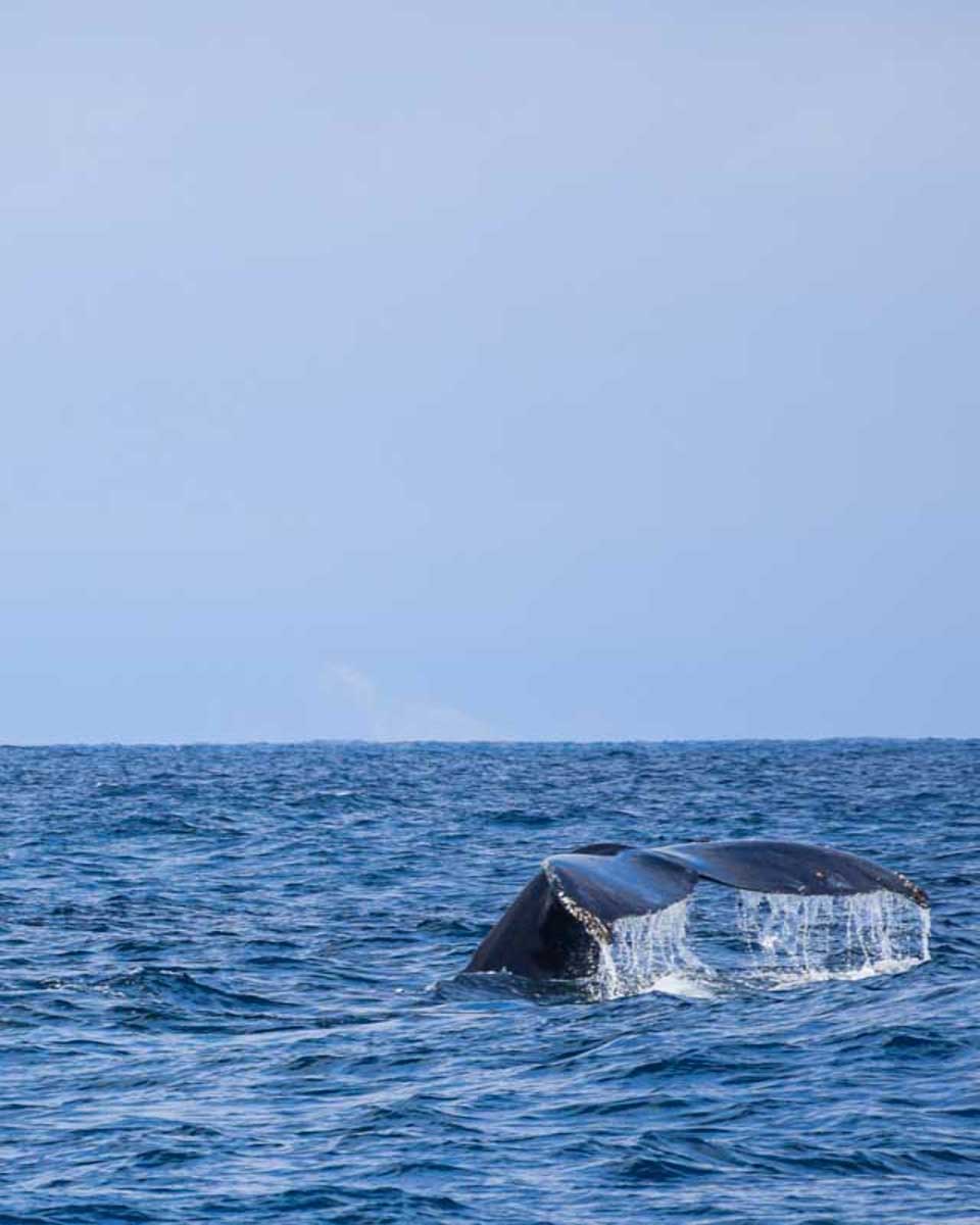 A humpback whale seen on a whale watching tour in Reykjavik Iceland