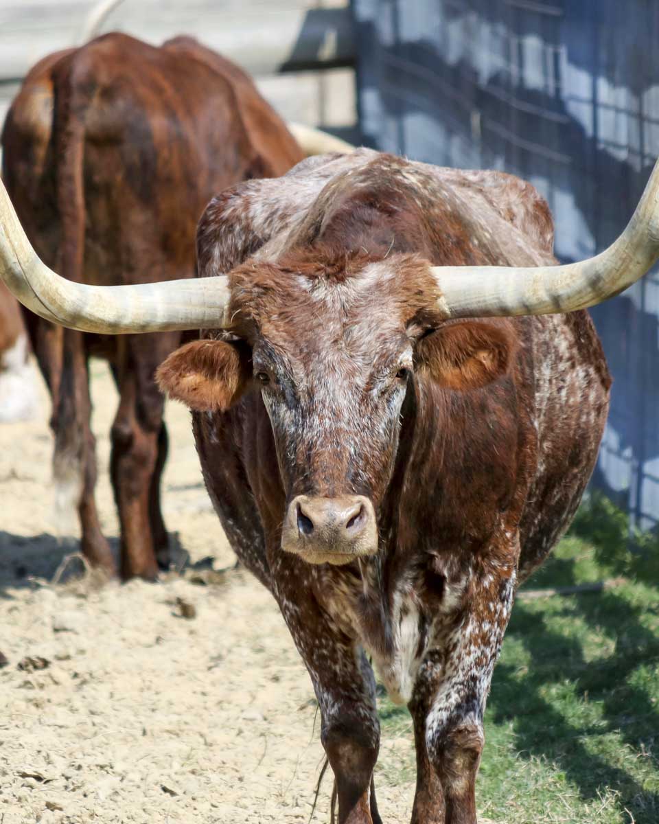 A longhorn at Dallas Fort Worth Stock Yards on a tour from Dallas Texas