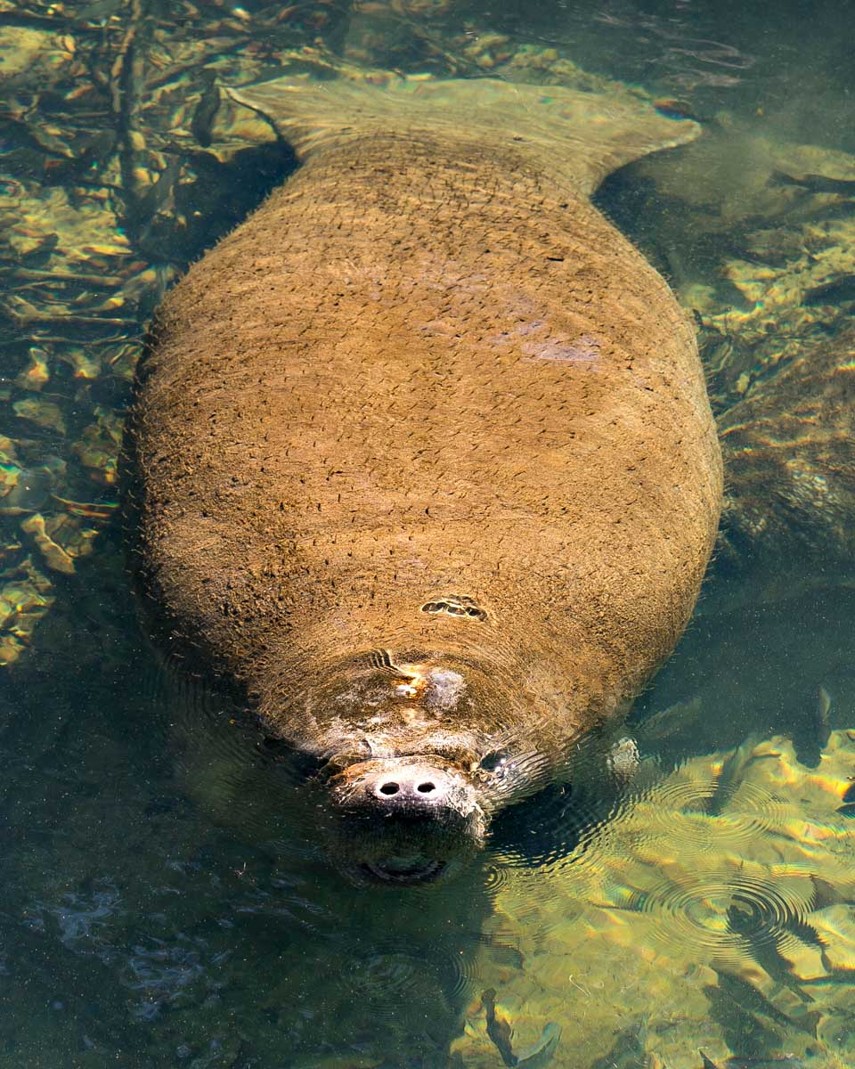 A manatee seen on a wildlife tour from Naples Florida-2