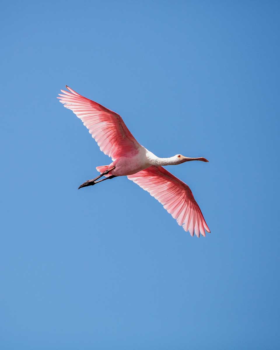 A-roseate-spoonbill-seen-on-a boat-tour-in-the-everglades-on-a-tour-from-Naples-Florida