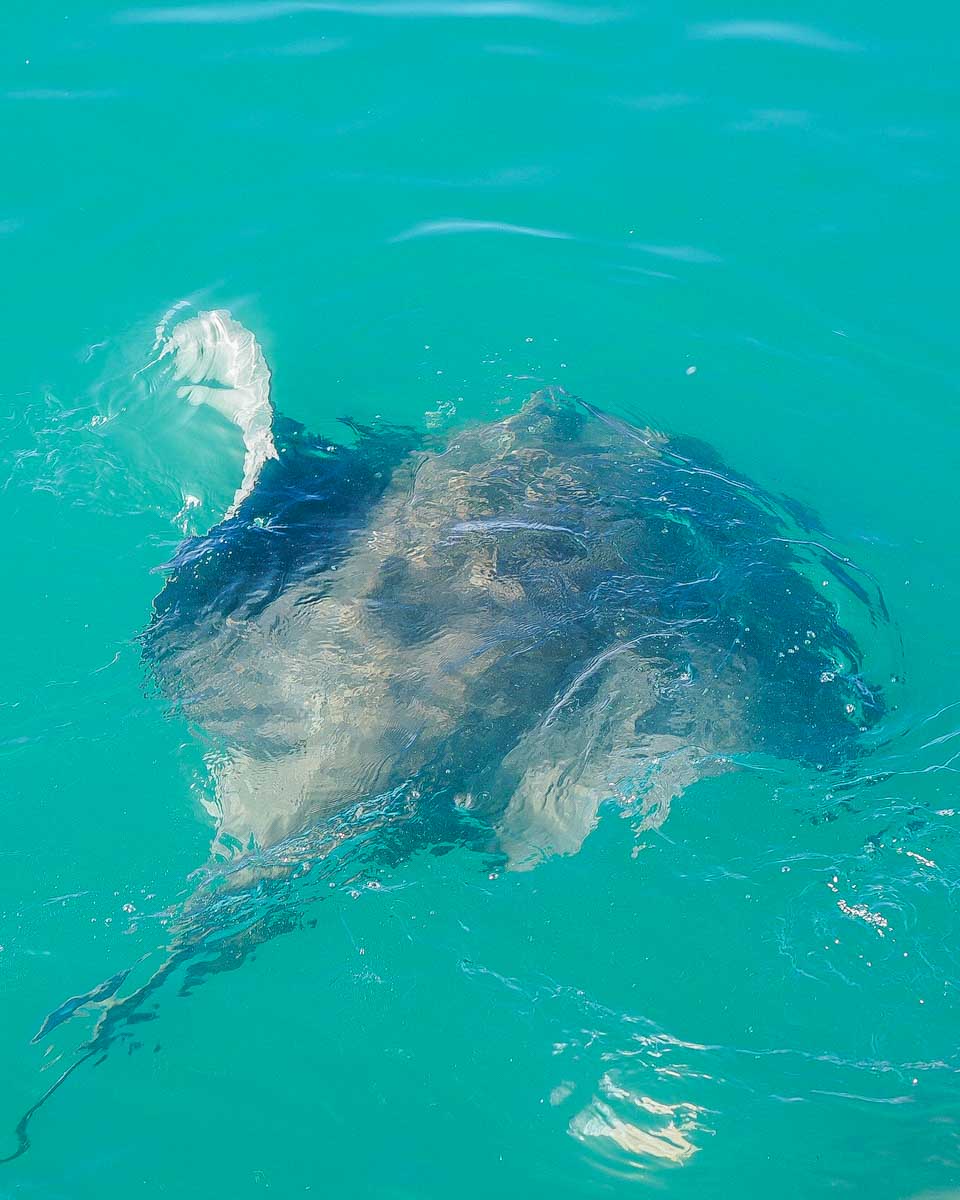 A stingray in the water seen on a tour from Key West Florida