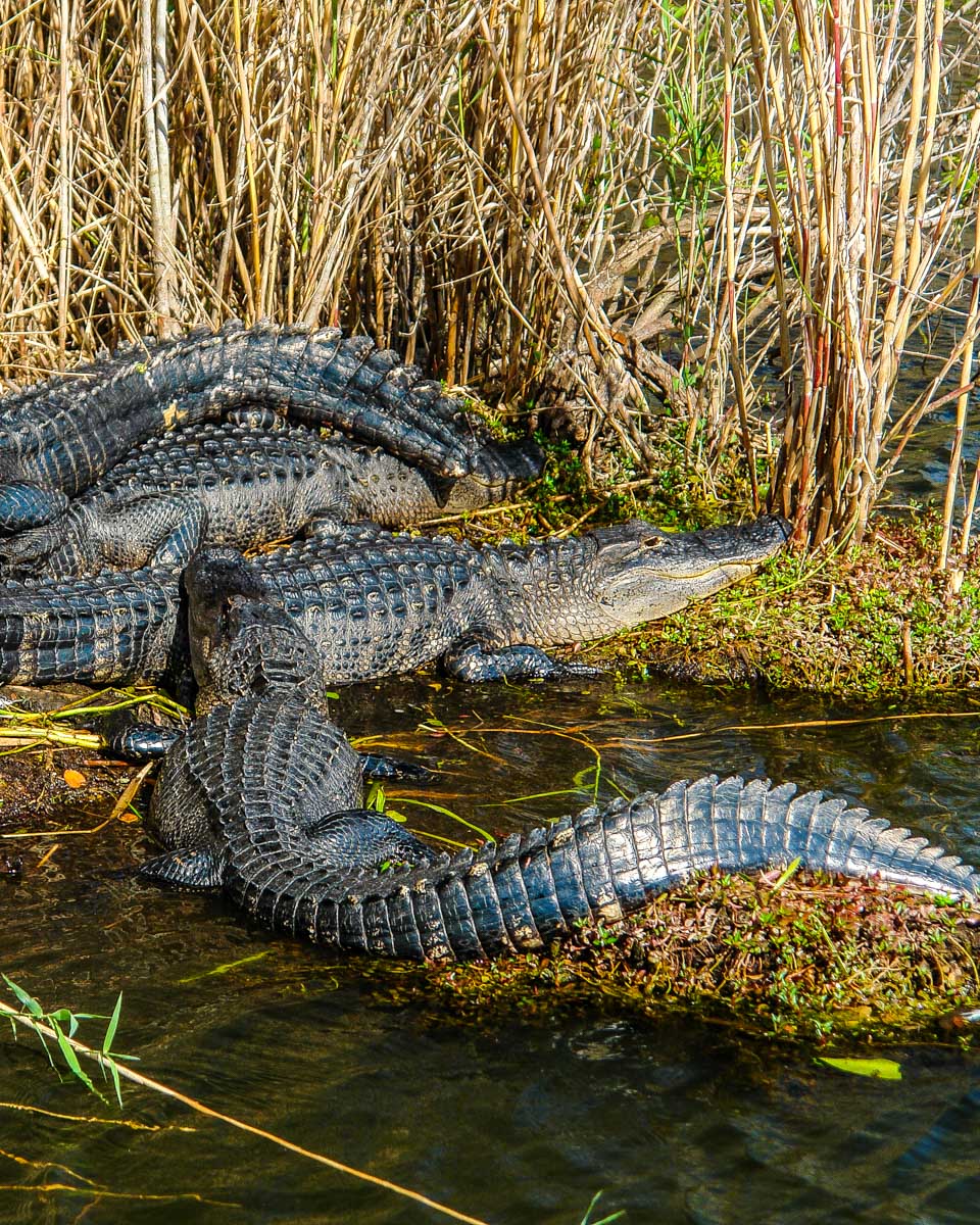 Alligators seen in the Everglades National Park on a tour from Orlando Florida