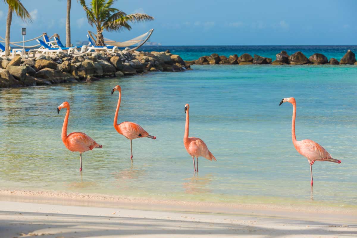 Flamingos in the beach in Oranjestad Aruba