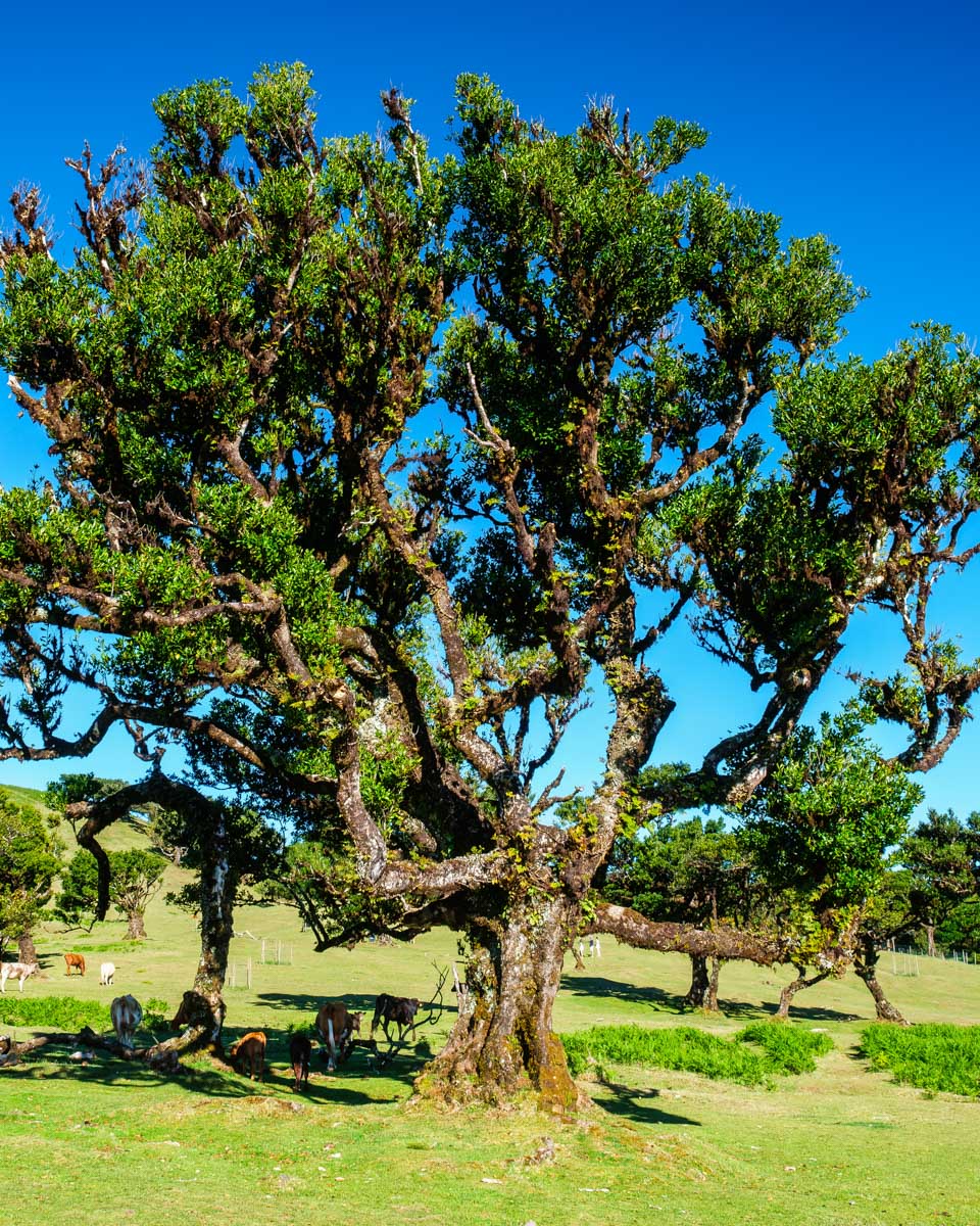 Laurissilva Forest in Madeira Portugal