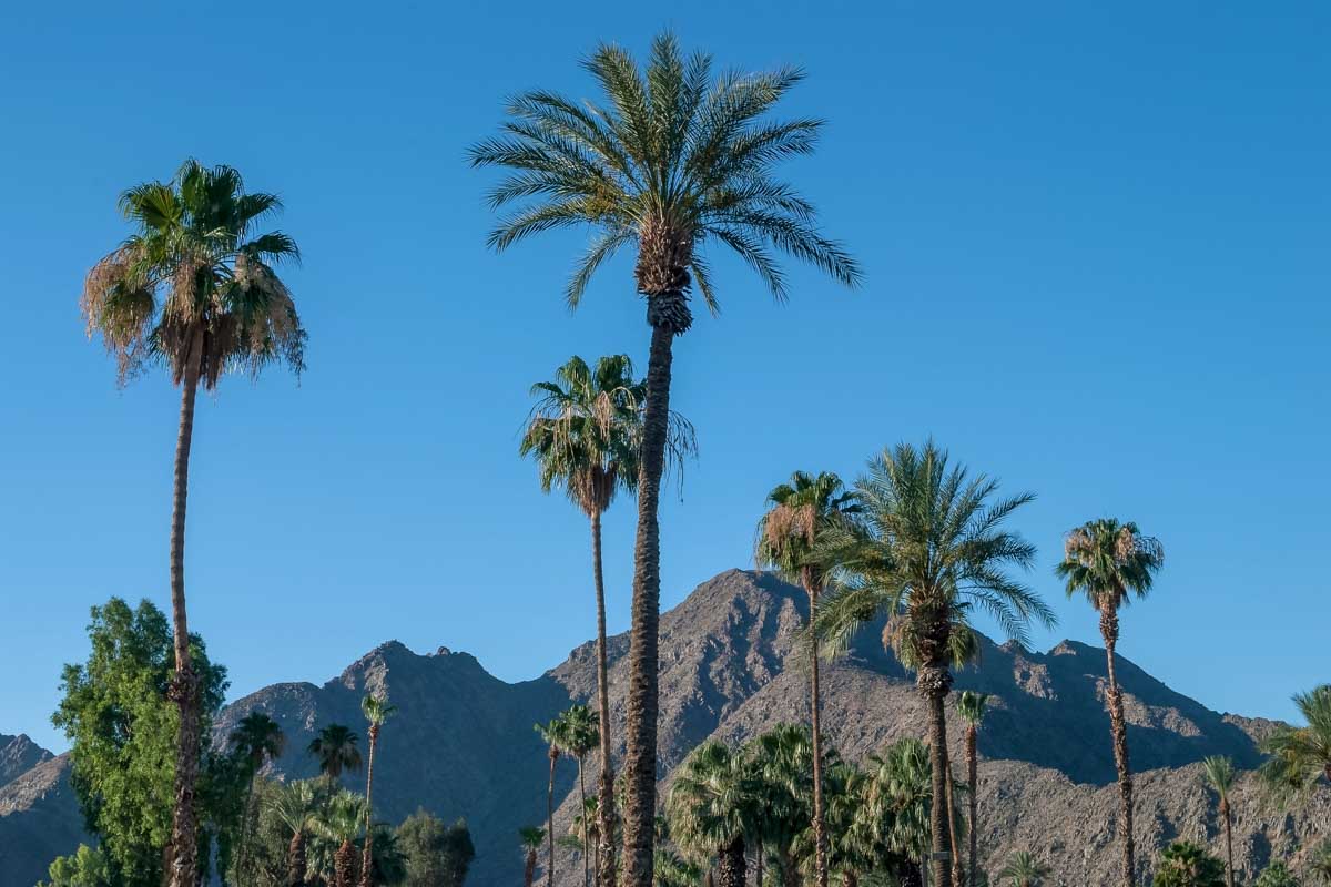 Palm trees, blue sky and mountains near Palm Springs California United States